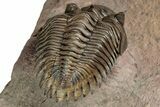 Exceptional Metacanthina Trilobite - Lghaft, Morocco #339497-5